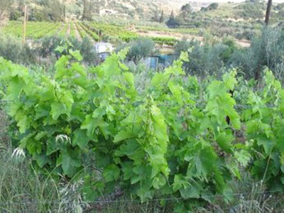 Κλέβουν αμπελόφυλλα για να τα πωλήσουν